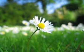 Triết lý của người bán hàng hoa